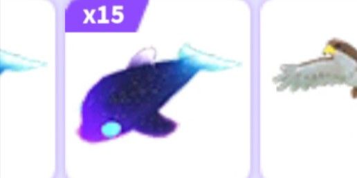 Glormy Dolphin