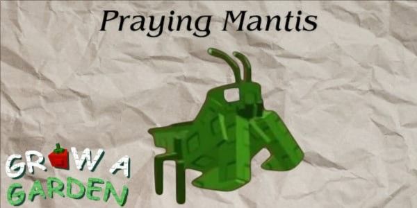 Praying Mantis
