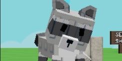 Raccoon - Raccoon - Raccoon