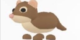 R Shrew