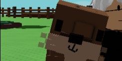 Sea Otter