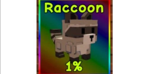 Raccoon