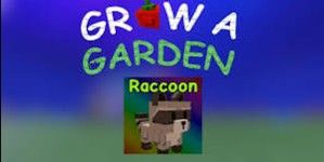 Raccoon Pet