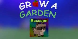 Raccoon