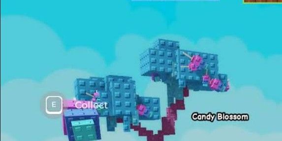 AKUN 1 CANDY BLOSSOM