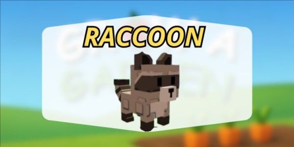 Raccoon