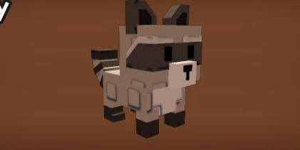 Raccoon