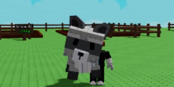Raccoon