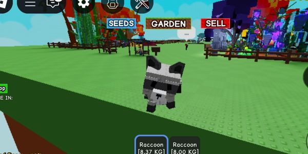 RACCOON AGE 30+ AND WEIGHT 7.5KG - 8KG+