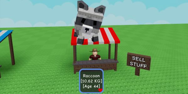 Raccoon Big