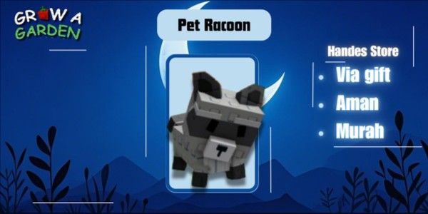 Pet Raccoon