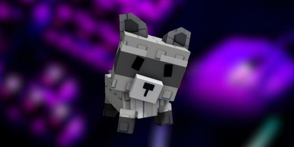 Raccoon