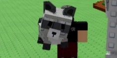 Raccoon