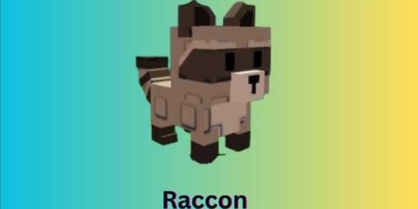 Raccoon
