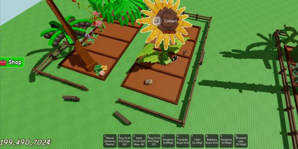 ACCOUNT 1 CHEAP SUNFLOWER