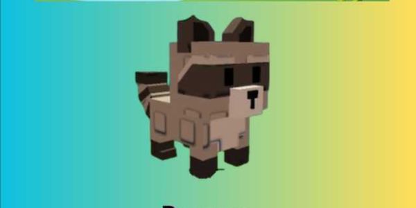Raccoon
