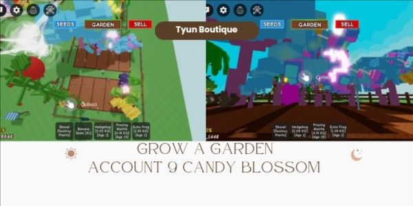 ACCOUNT 9 CANDY BLOSSOM - UNVERIFIED
