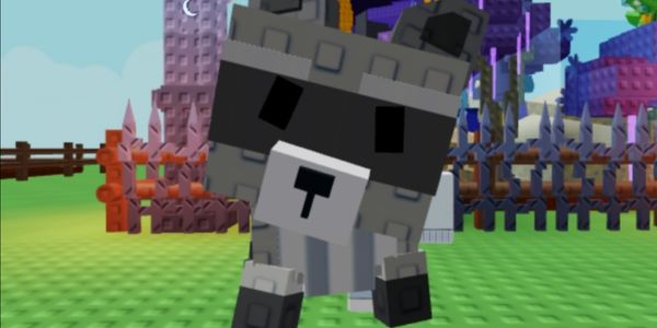 Raccoon (Divine Pet)
