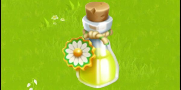 Chamomile Essential Oil