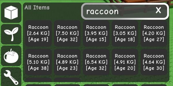 Raccoon