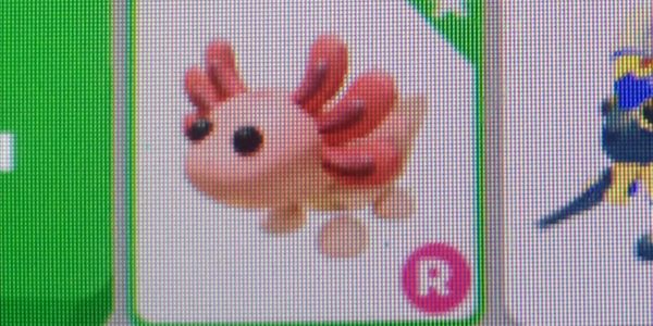 Axolotl R