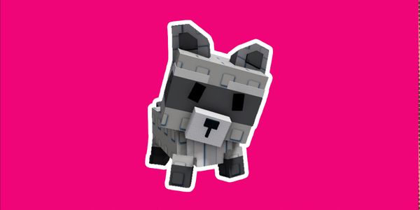 Raccoon