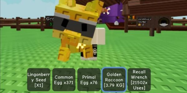 Golden Raccoon Pets
