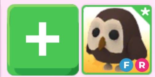 Owl