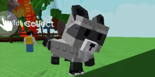 Raccoon windy