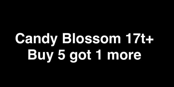 Candy Blossom 210b coins