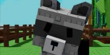 Raccoon 15 age