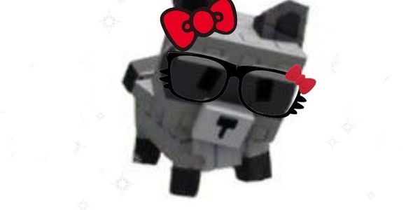 Racoon