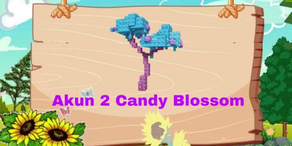 AKUN 2 CANDY BLOSSOM