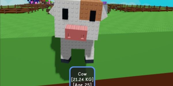 HUGE/TITAN COW 21.24KG AGE 25