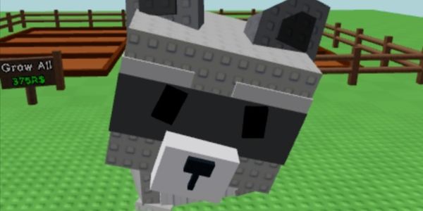 Mega Raccoon | Random Age-Random Kg