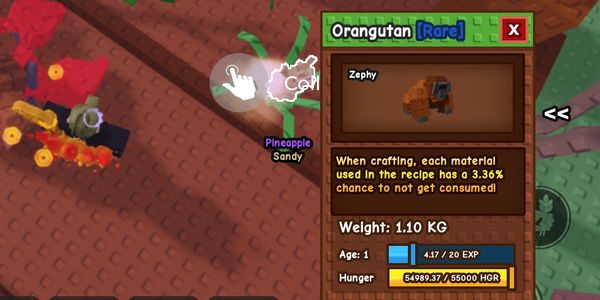 Orangutan