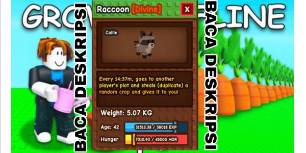 Raccoon