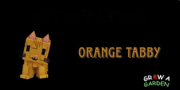 Orange Tabby