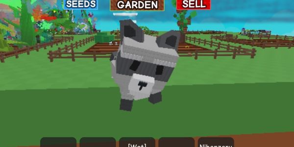 Racoon mega (13kg)