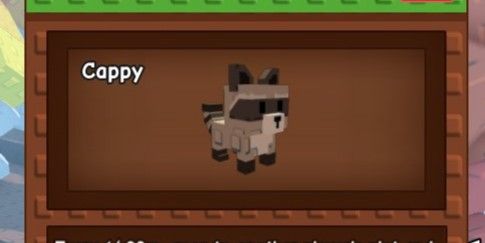 Racoon