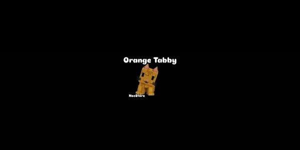 Orange Tabby