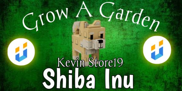 Cheap Shiba Inu