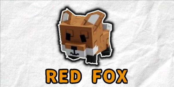Red Fox | Cute Red Fox