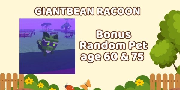 Racoon