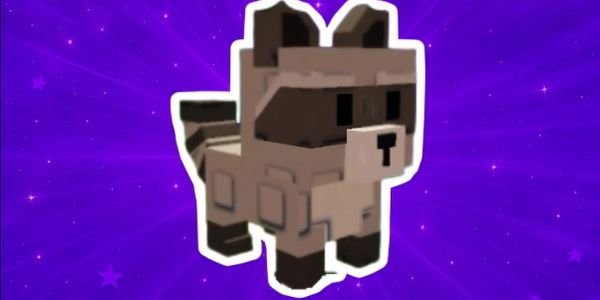Raccoon