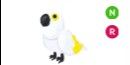 White Amazon NR > pet Adopt me
