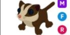 Sugar Glider MFR