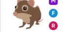 Shrew MFR