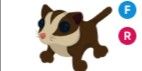 Sugar Glider FR