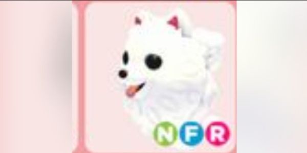 samoyed nfr